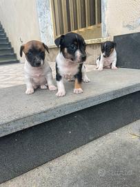 Jack russell