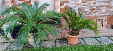 piante di cycas 