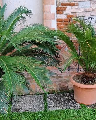 piante di cycas 