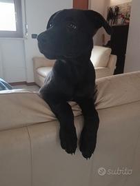 cuccioli taglia medio -grande 