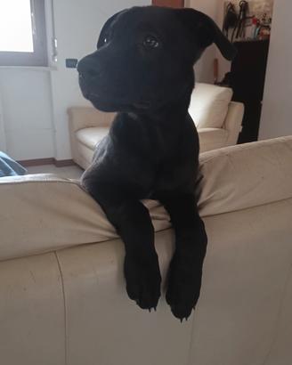 cuccioli taglia medio -grande 