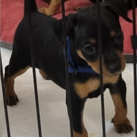 Cuccioli Pinscher Toy