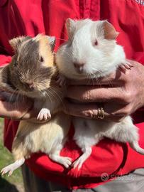 Porcellini d'india/cavie peruviane