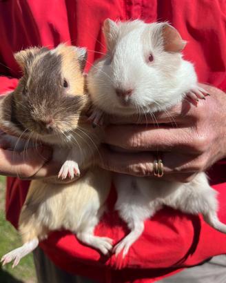 Porcellini d'india/cavie peruviane