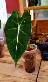 ALOCASIA MICHOLITZIANA 3