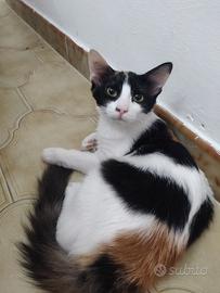 Ivy gattina 7 mesi