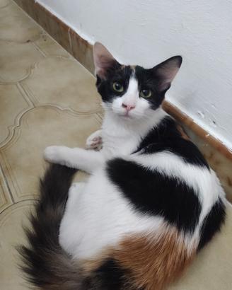 Ivy gattina 7 mesi