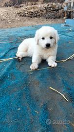 Cuccioli di pastore maremmano