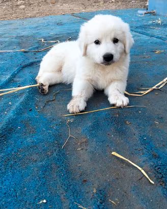 Cuccioli di pastore maremmano