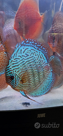 Discus Acque Nostre