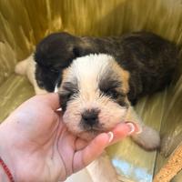 Bulldog francese