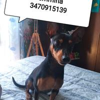 Accoppiamento pincher