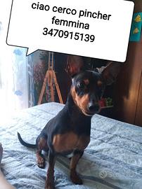Accoppiamento pincher