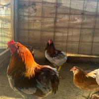 Araucana