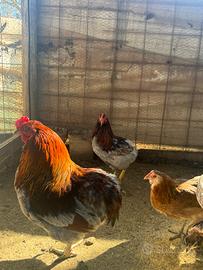 Araucana