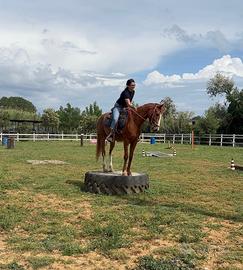 Cavallo 8 anni super affidabile