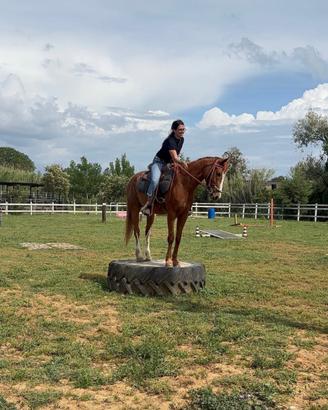Cavallo 8 anni super affidabile