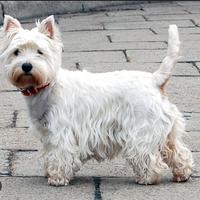 Cucciolo Westie maschio