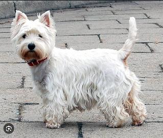 Cucciolo Westie maschio