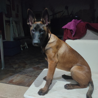 Pastore belga malinois