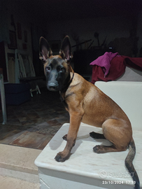 Pastore belga malinois