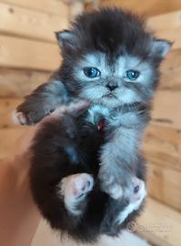 Cucciola di gatti persiani FEMMINA
