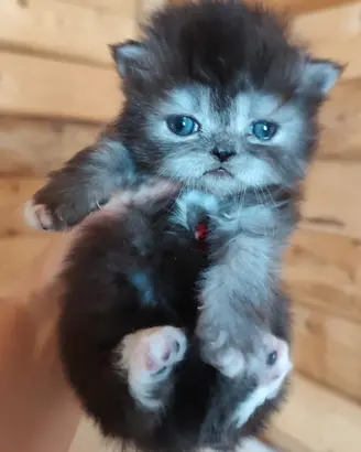 Cucciola di gatti persiani FEMMINA