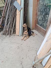 cucciolo di segugio italiano a pelo raso 