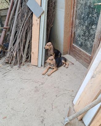 cucciolo di segugio italiano a pelo raso 