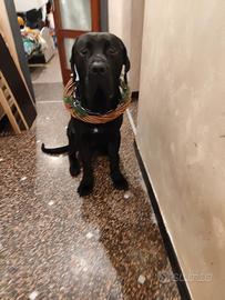 Cucciolo di cane 1 anno