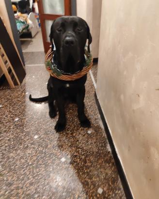 Cucciolo di cane 1 anno