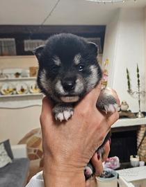 Meraviglioso Shiba Inu