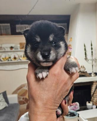 Meraviglioso Shiba Inu