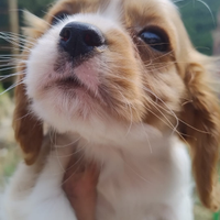 Cavalier king cuccioli blenheim