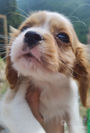 Cavalier king cuccioli blenheim