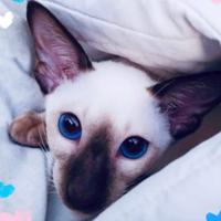 Siamese gatto purissima razza rara