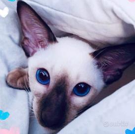 Siamese gatto purissima razza rara