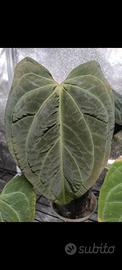 Anthurium AOS x Papillilaminum 