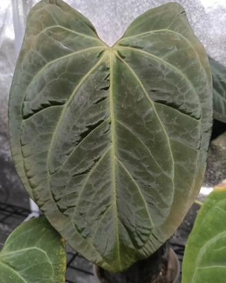 Anthurium AOS x Papillilaminum 