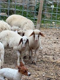 Pecore 6 mesi