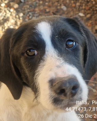 Cane per tartufi