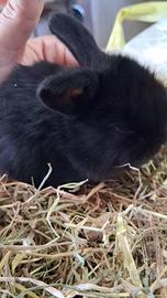 Coniglio coniglietto ariete nano