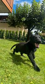 Pastore tedesco linea da lavoro grigione