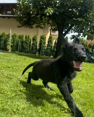 Pastore tedesco linea da lavoro grigione