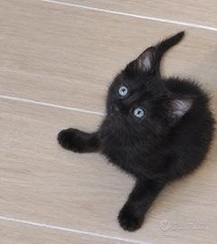 Gattino nero
