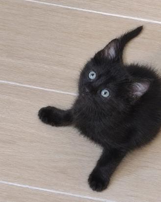 Gattino nero