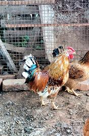 Gallo