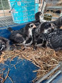 Australorp amrock pulcini