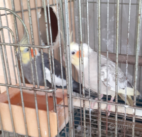 Pappagalli calopsite