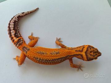 Femmina Geco Leopardino 
